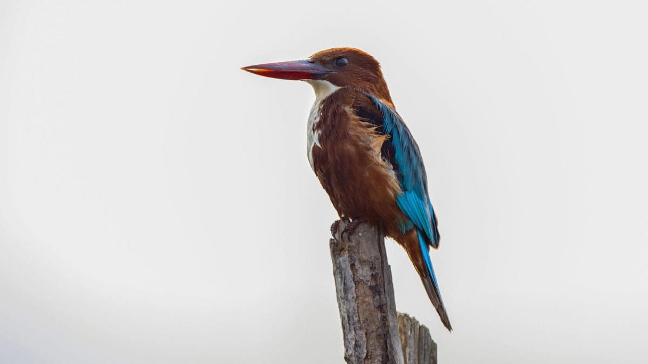 A kingfisher watches out for prey at Hokersar wetland located on the outskirts of Srinagar. Credit: PTI file photo