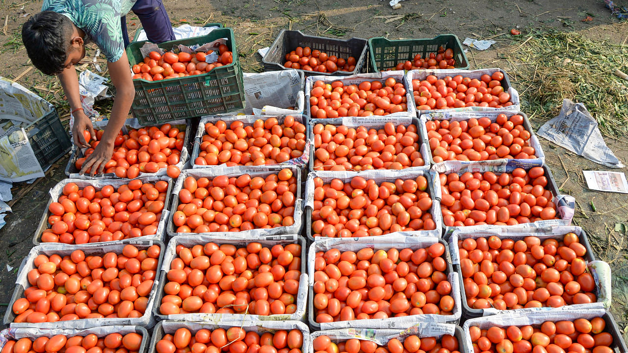 The woes of tomato producers from South Karnataka are no different from onion growers from north Karnataka. Credit: PTI Photo