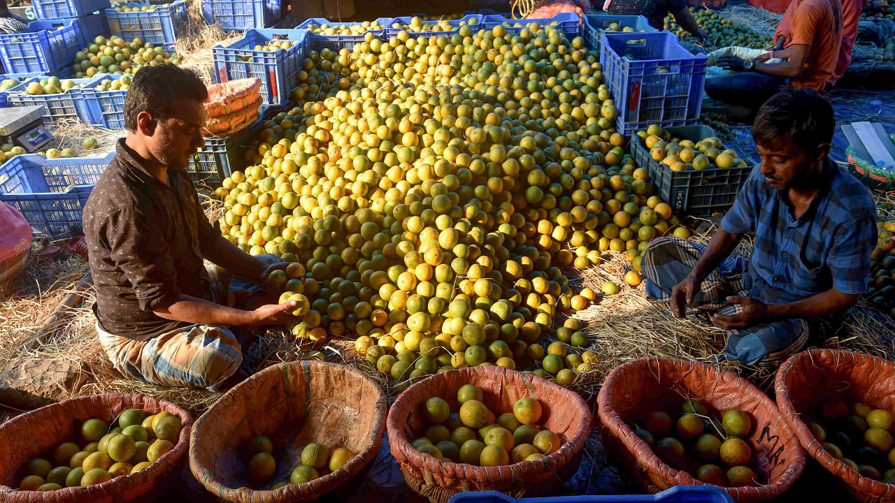 'I have always been in a hurry to dispose of my oranges at whatever price available, to prevent as much wastage as possible ... (with) the increasing heat making it worse,' said Indian farmer Lalmuankimi Bawitlung. Credit: PTI photo