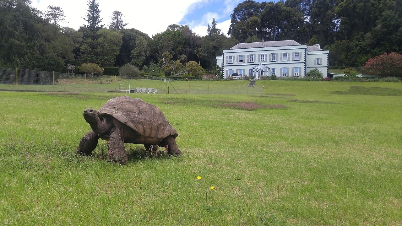At the start of this year, Jonathan was given the Guinness World Records title as the world's oldest living land animal, and this month was also named as the oldest tortoise ever. Credit: Wikimedia Commons