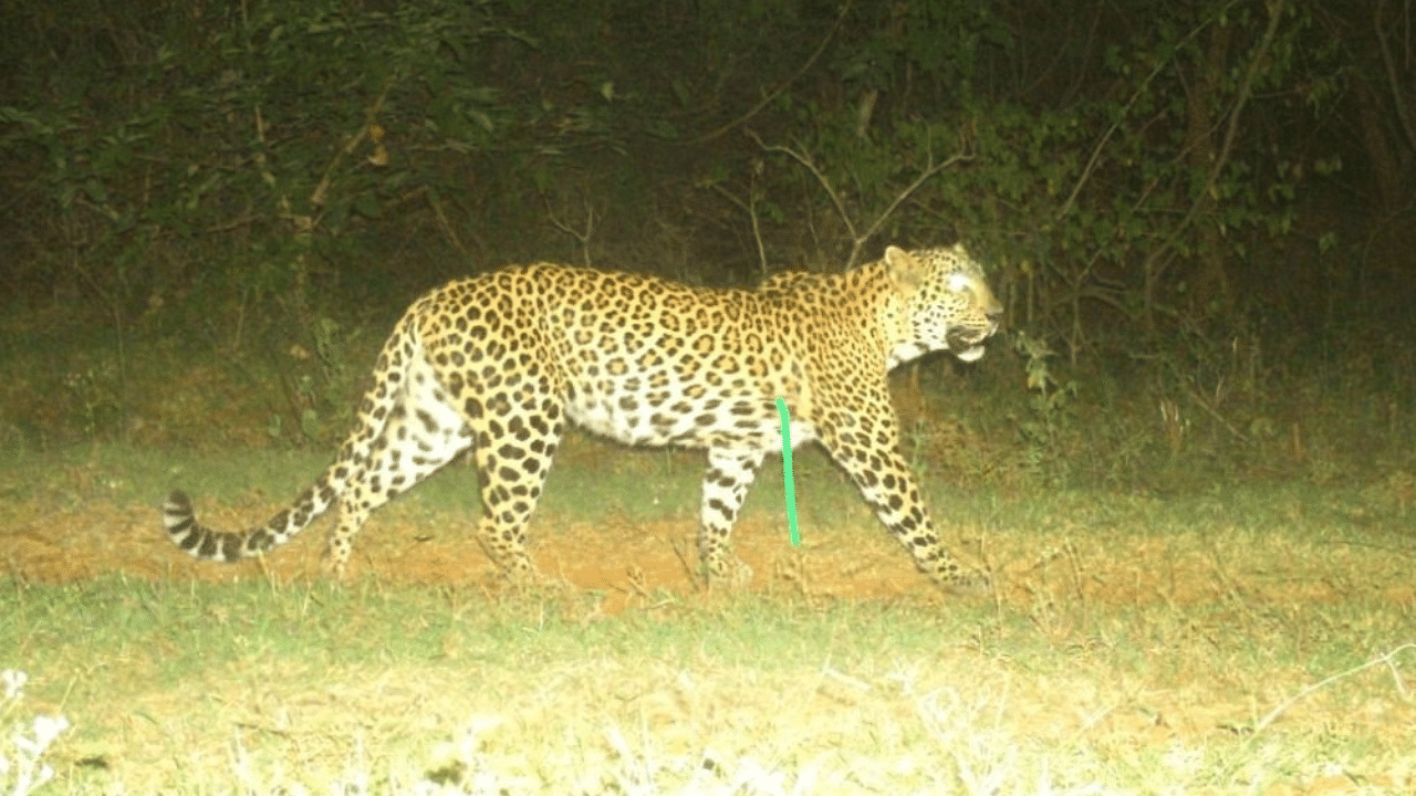 Ten trap cameras and 15 cages were installed after the villagers of T Narasipura taluk reported seeing the big cat a few times. Credit: DH Photo
