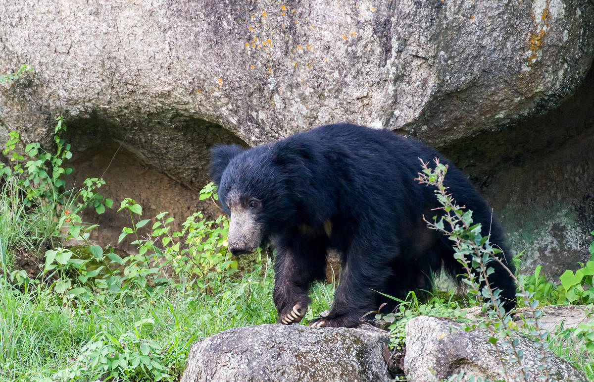 Mount Abu Wildlife Sanctuary is home to a healthy sloth bear population. Credit: Special Arrangement