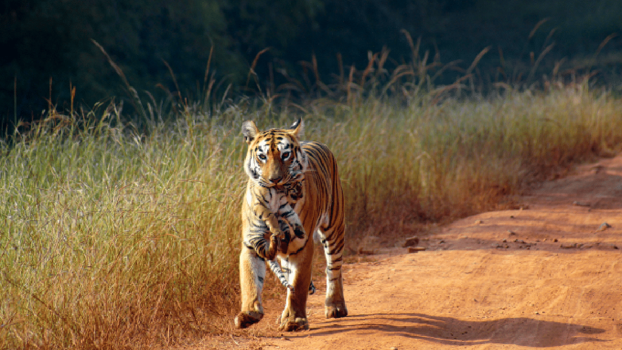 A tigress with her cub at Tadoba Andhari Tiger Reserve. Credit: PTI File Photo