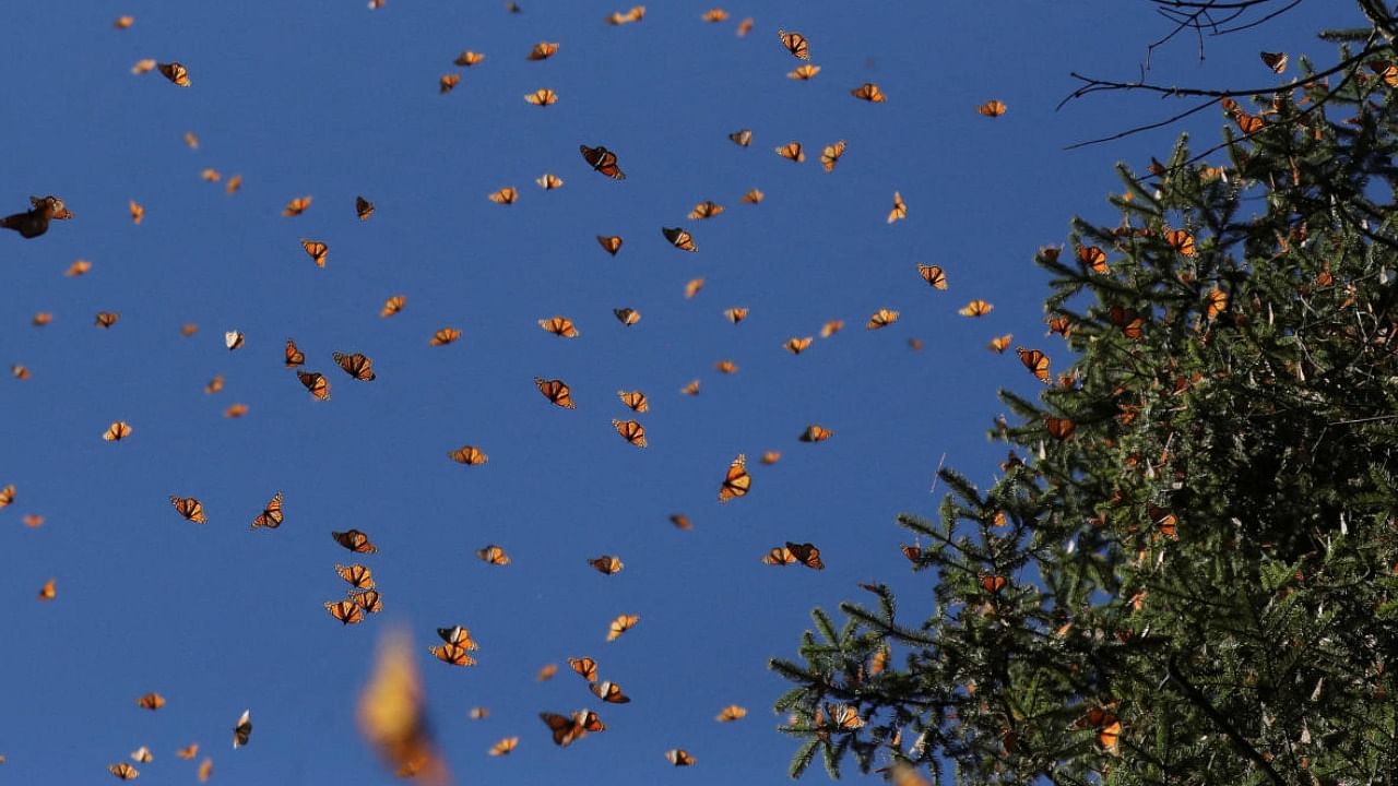 Monarch butterflies fly at the Sierra Chincua butterfly sanctuary in Mexico. Credit: Reuters Photo