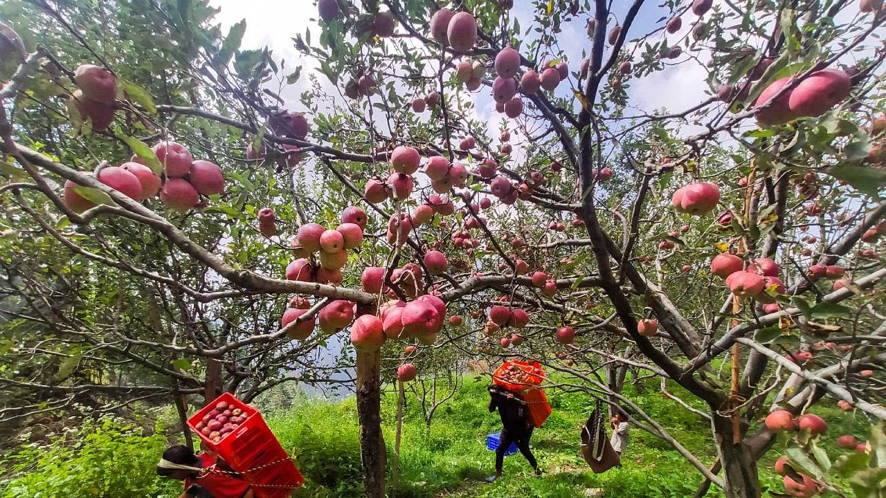 Farmers carry apples from an orchard in Shimla. Credit: PTI File Photo