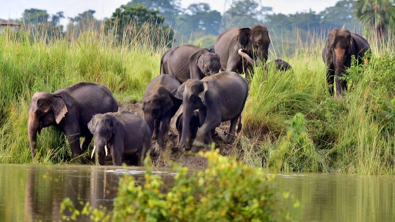 Indian rhinoceros in Kaziranga national … – License image – 71207915 ❘ lookphotos