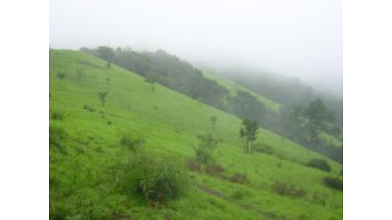 Kodachadri hills. Credit: Special Arrangement