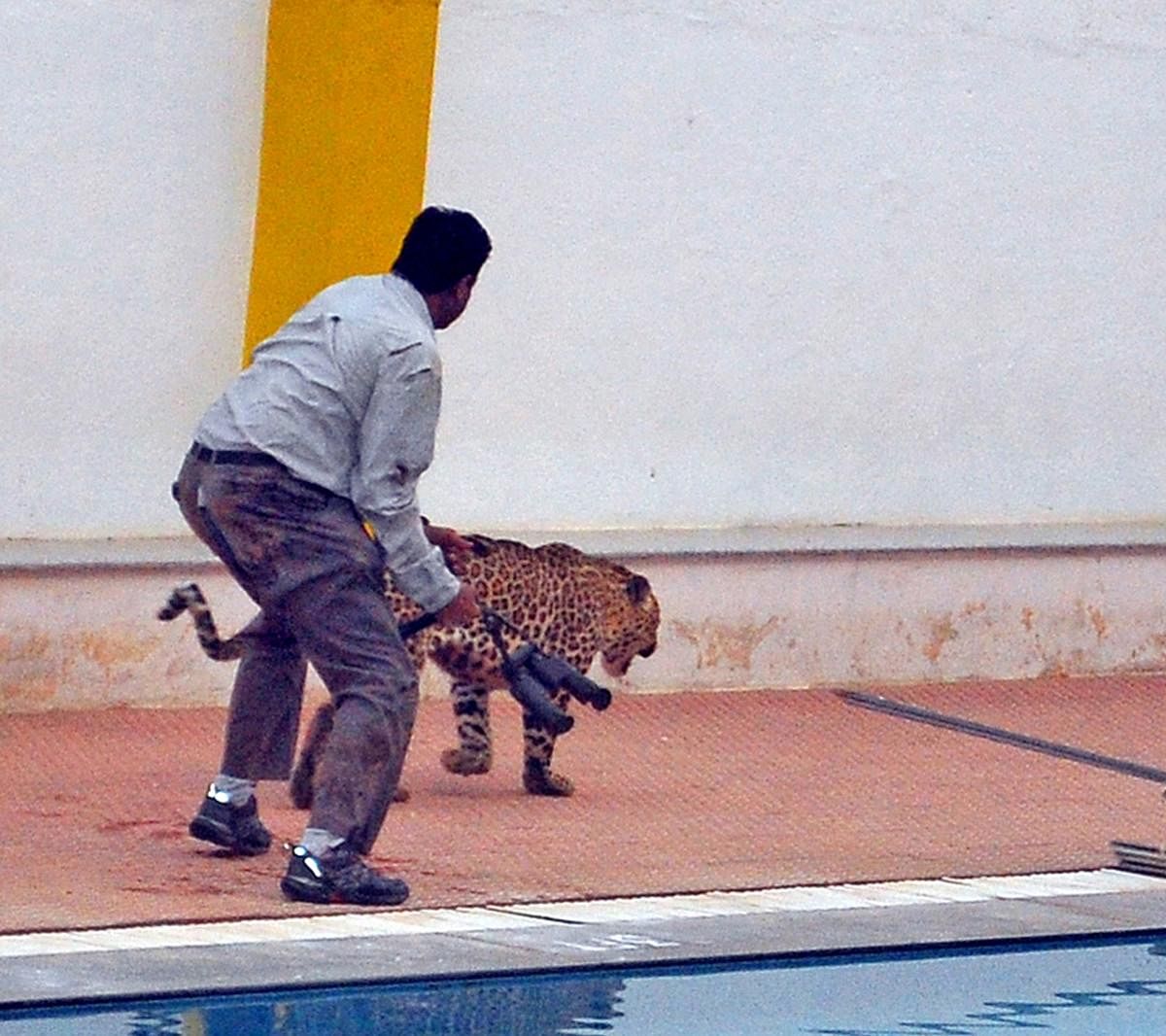 A leopard attacked a man at Vibgyor High School at Marathahalli in February 2016.