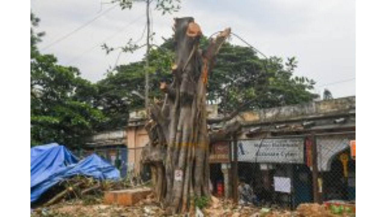 Several hundreds of trees have been felled so far for various phases of the metro work in the city. This image is from the Johnson Market area. Credit: DH File Photo