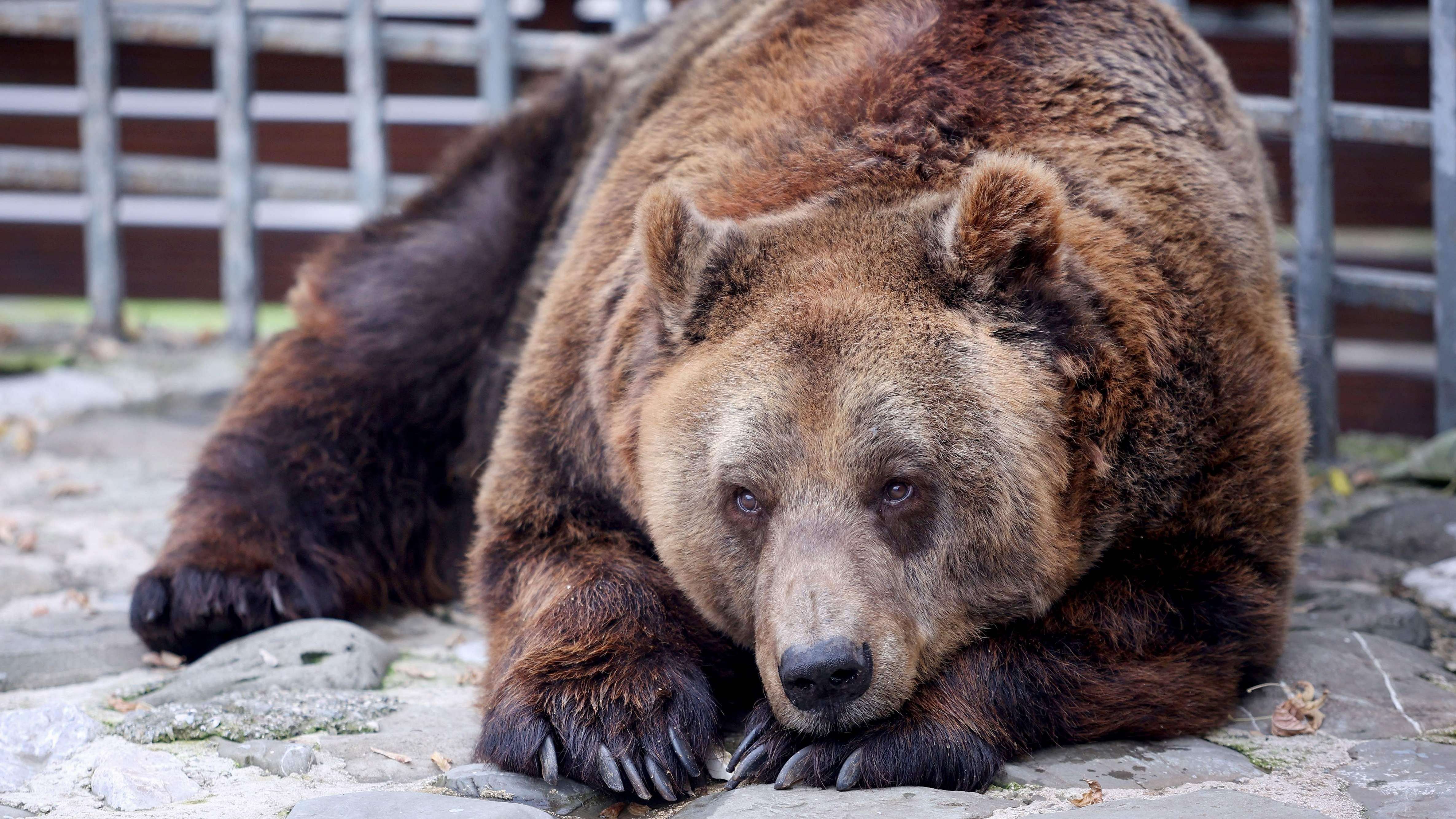  Brown bear Mark, inside his cage at a restaurant in Tirana. Credit: AFP Photo