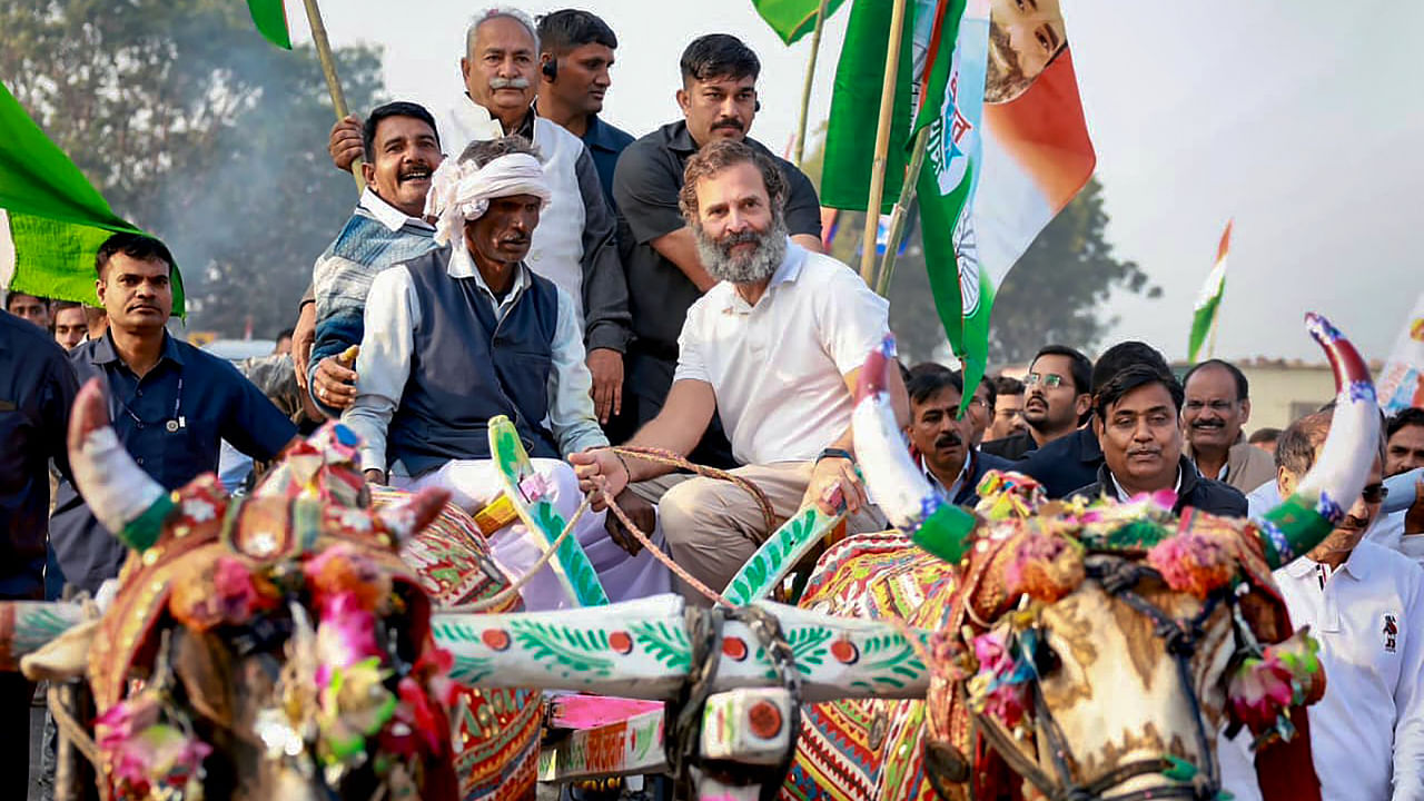 Congress leader Rahul Gandhi rides a bullock-cart during the party's Bharat Jodo Yatra in Bundi district of Rajasthan. Credit: PTI Photo