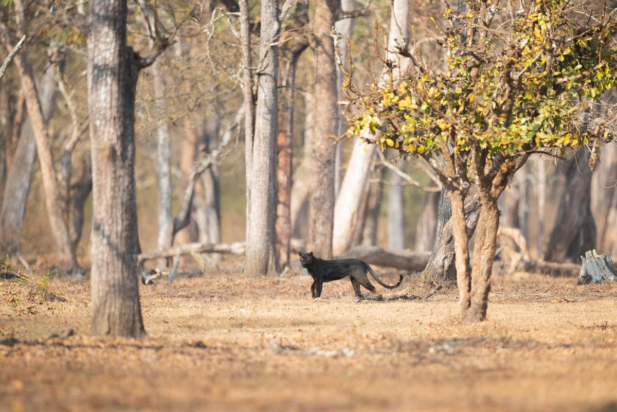 Black beauty on the prowl at Kabini. PHOTOS BY AUTHOR