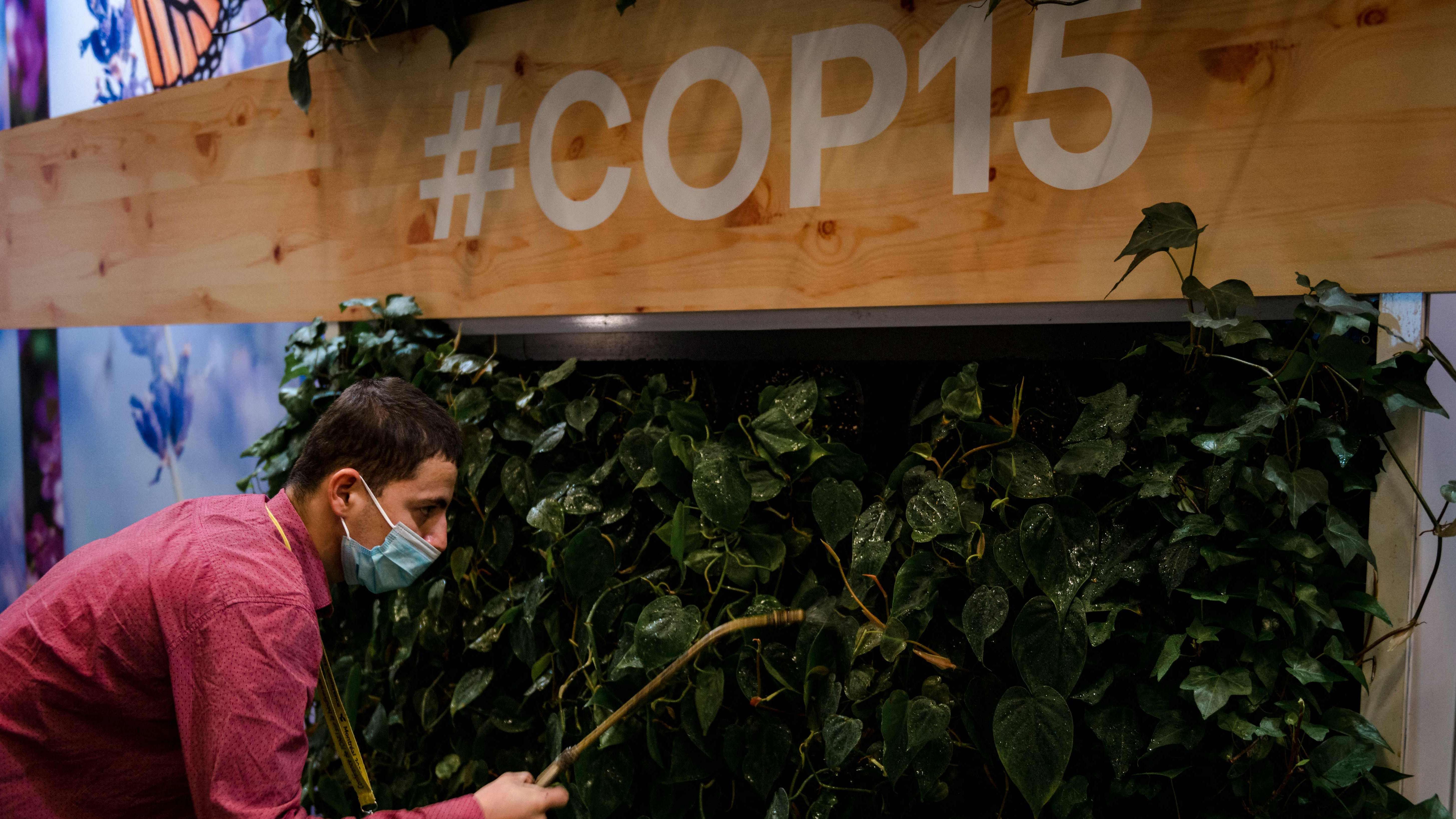 The compromise text, brokered by China which is presiding over a summit called COP15 in Montreal, was quickly welcomed by conservationists. Credit: AFP Photo 