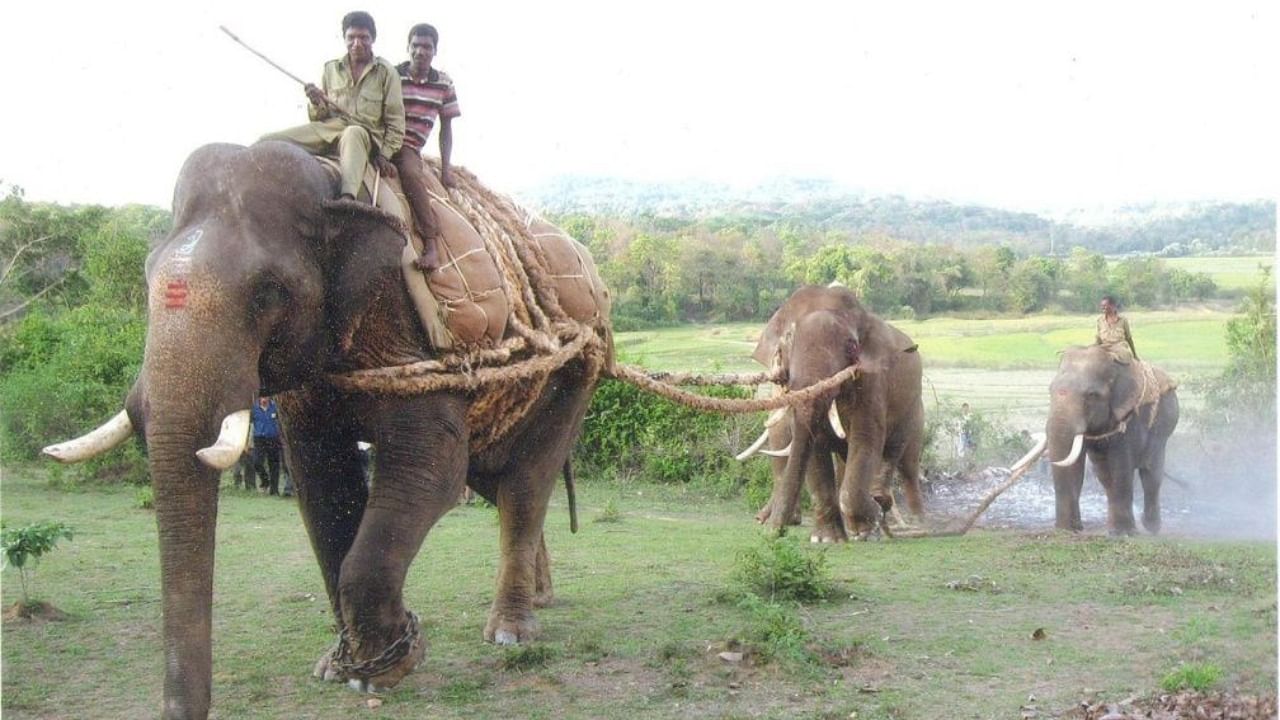 The abundance of water and edible plants in the coffee plantations of Kodagu and Hassan attract wild elephants. Credit: DH Photo