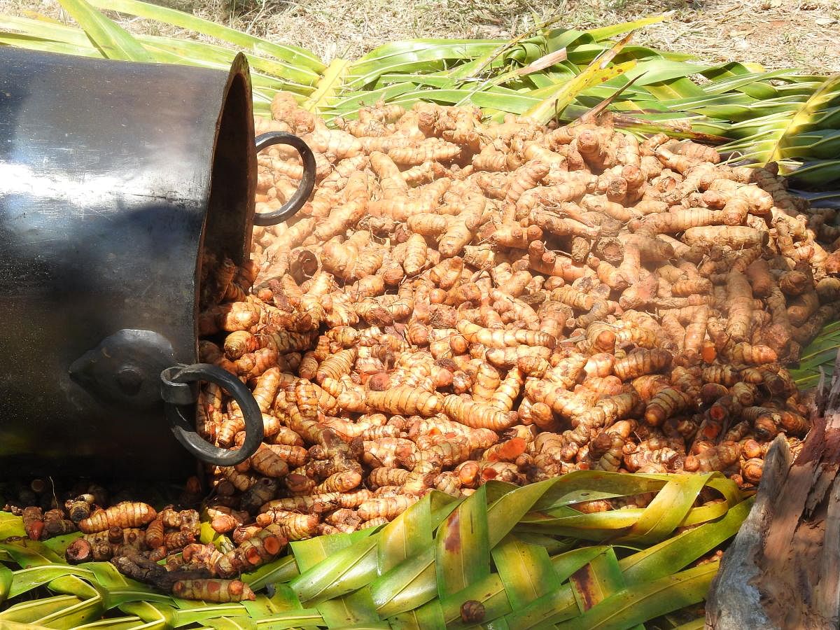 Boiled turmeric tubers being spread out to cool (pic by author)