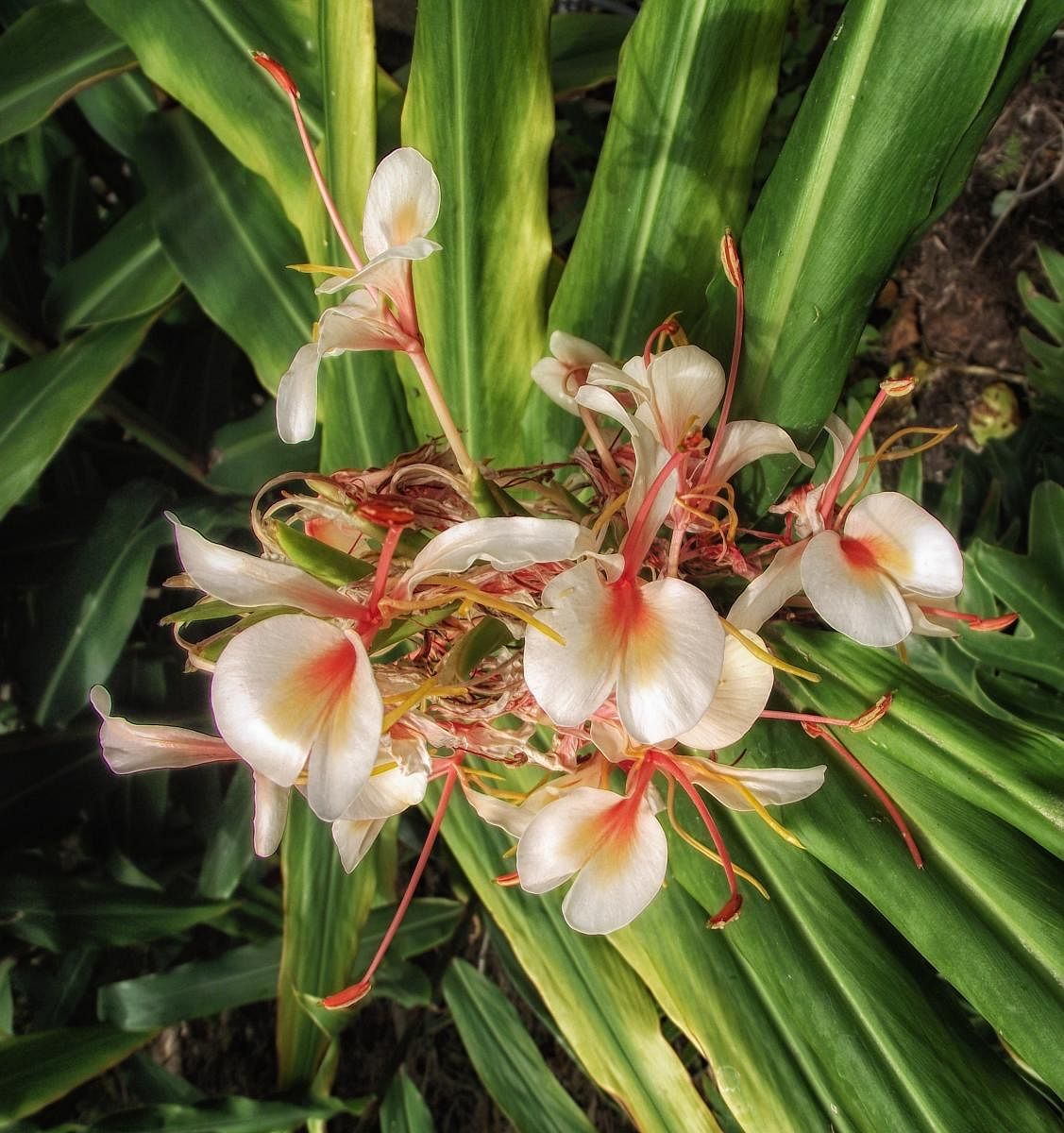 Delicate white blooms locally known as 'Suruli Sugandhi'