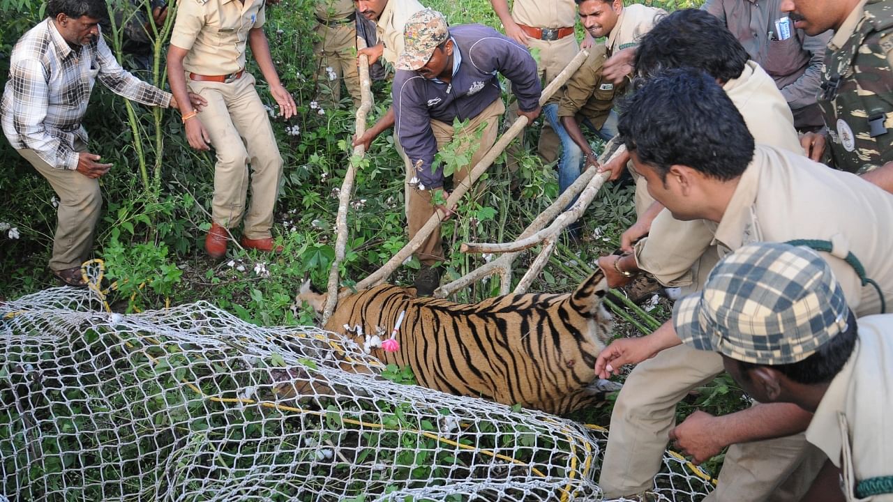 Forest officials with the help of Dasara elephants successfully captured a tiger in the Antharasanthe Wildlife Area, H D Kote Taluk, in the Mysuru district on Tuesday. Credit: DH Photo
