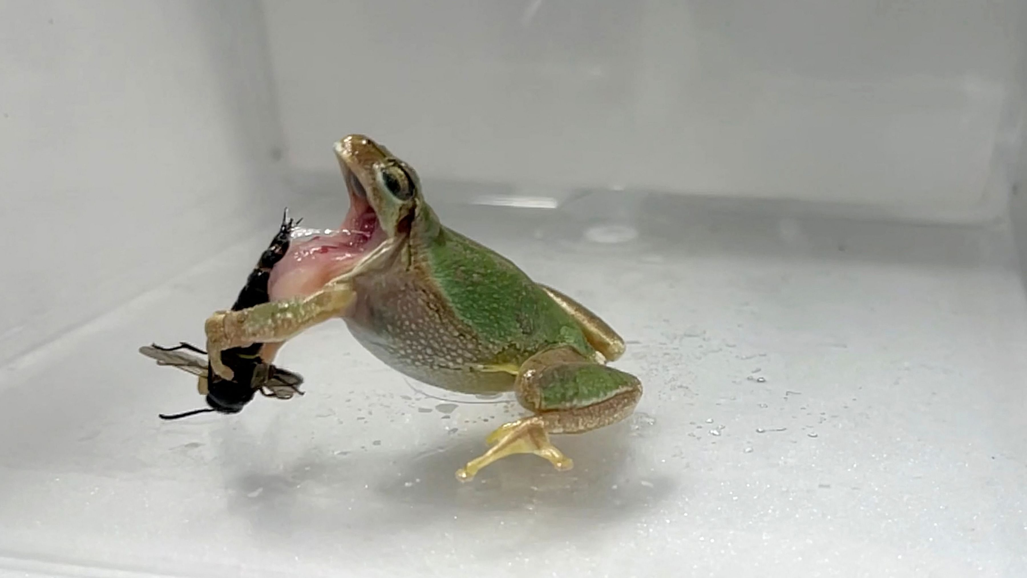 In this handout photograph taken in July 2022 and released by the Kobe University, a male mason wasp uses its genital spike to sting a frog trying to eat the wasp, at a lab in Kobe. Credit: Shinji SUGIURA / Kobe University / AFP 