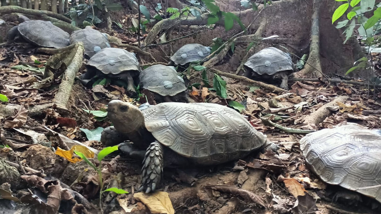 The captive-bred Asian Giant Tortoises before their release in the Intanki National Park in Nagaland on Monday. Credit: Turtle Survival Alliance