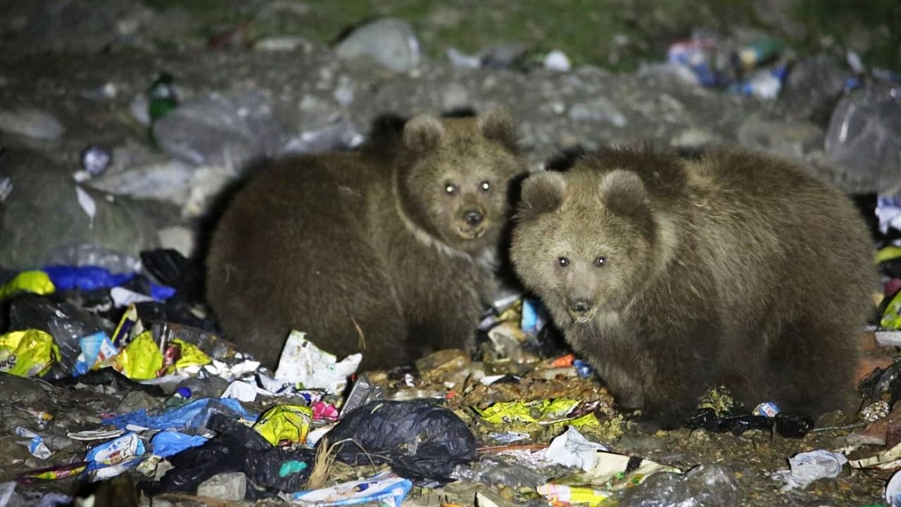 The survey on the bears' istribution and feeding patterns was carried out from May to October 2021. Credit: Wildlife SOS