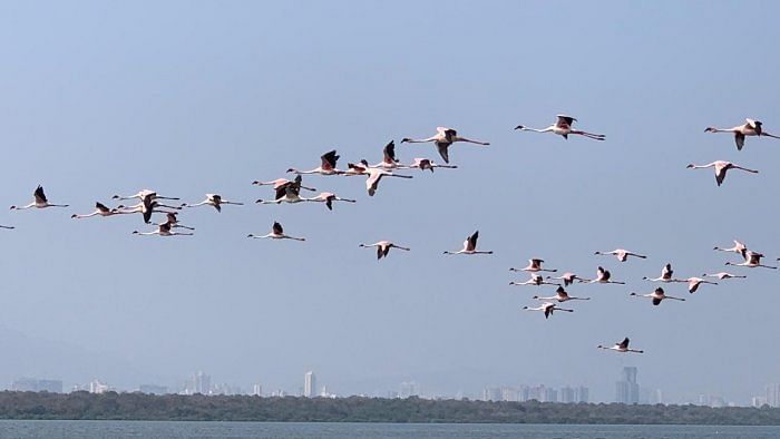 Flamingos in Thane Creek Flamingo Sanctuary. Credit: Special arrangement