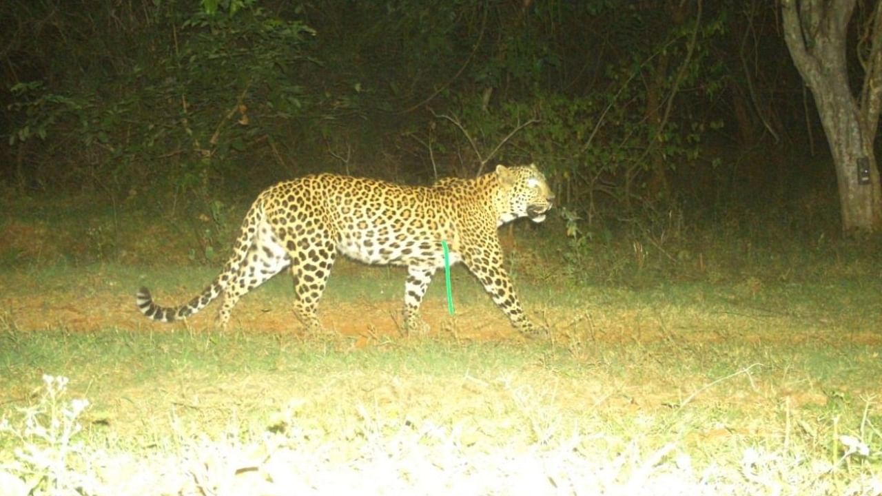 <div class="paragraphs"><p>Residents of Manipal and Perampalli in Udupi district were gripped by fear and anxiety as a leopard was spotted prowling around a house in Perampalli. (Image for representation)</p></div>