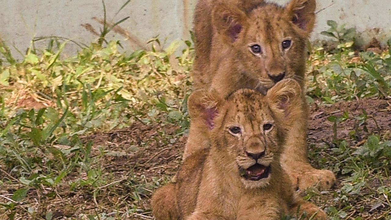 Lion cubs born to Lioness Vasudha inside an enclosure at Sarthana Zoo in Surat, Tuesday, Aug. 30, 2022. Credit: PTI Photo