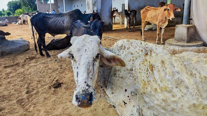 Cows infected with lumpy skin disease at a farm. Credit: PTI Photo