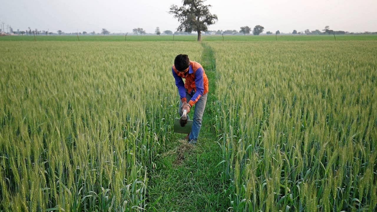 Sowing of rabi crops begins in October and harvesting from March/April. Credit: Reuters Photo