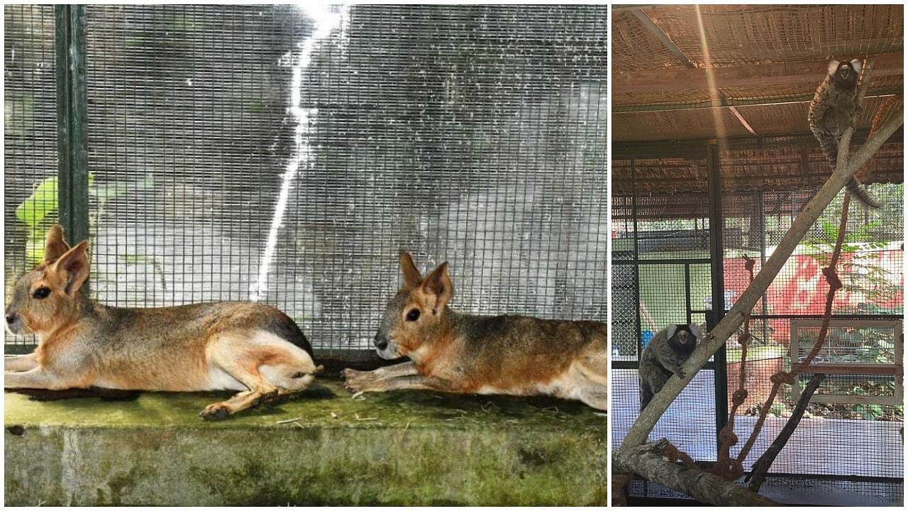 The new animals that arrived at the Pilikula Biological Park, situated on the outskirts of Mangaluru. Credit: Special Arrangement