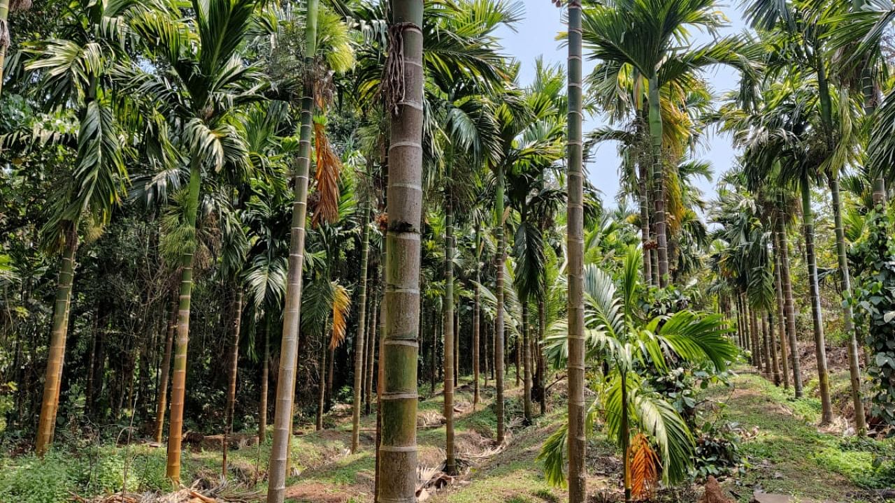 Though Karnataka produces 33,000 tonnes in a year, and is a leader in India, prices of produces are falling, due to import of arecanut, the MP alleged. Credit: DH Photo