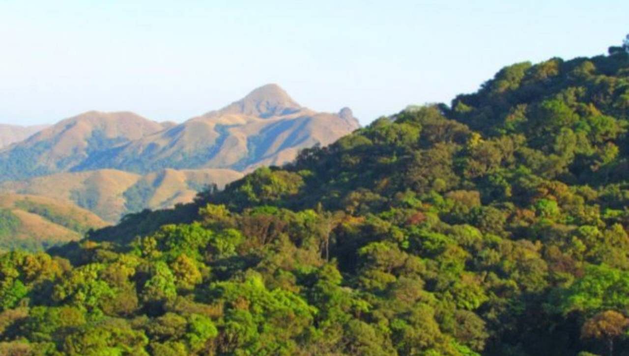 The displaced families due Sharavathi hydropower project have been cultivating forest lands in 31 different forest areas in the Shivamogga district. Credit: DH File Photo  