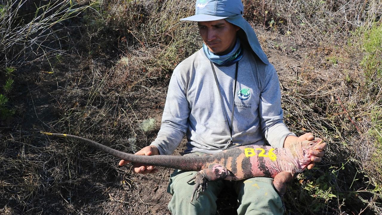 This handout picture released on December 20, 2022 by Parque Nacional Galapagos shows an employee of the park holding a pink iguana (Conolophus marthae) at the Wolf Volcano in Isabela Island, Galapagos, Ecuador, on August 10, 2021. Credit: AFP Photo/Parque Nacional Galapagos