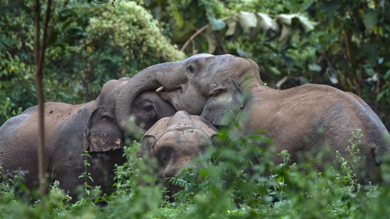 A herd of elephants gathers near a tea garden, in Nagaon, Assam. Credit: PTI File photo