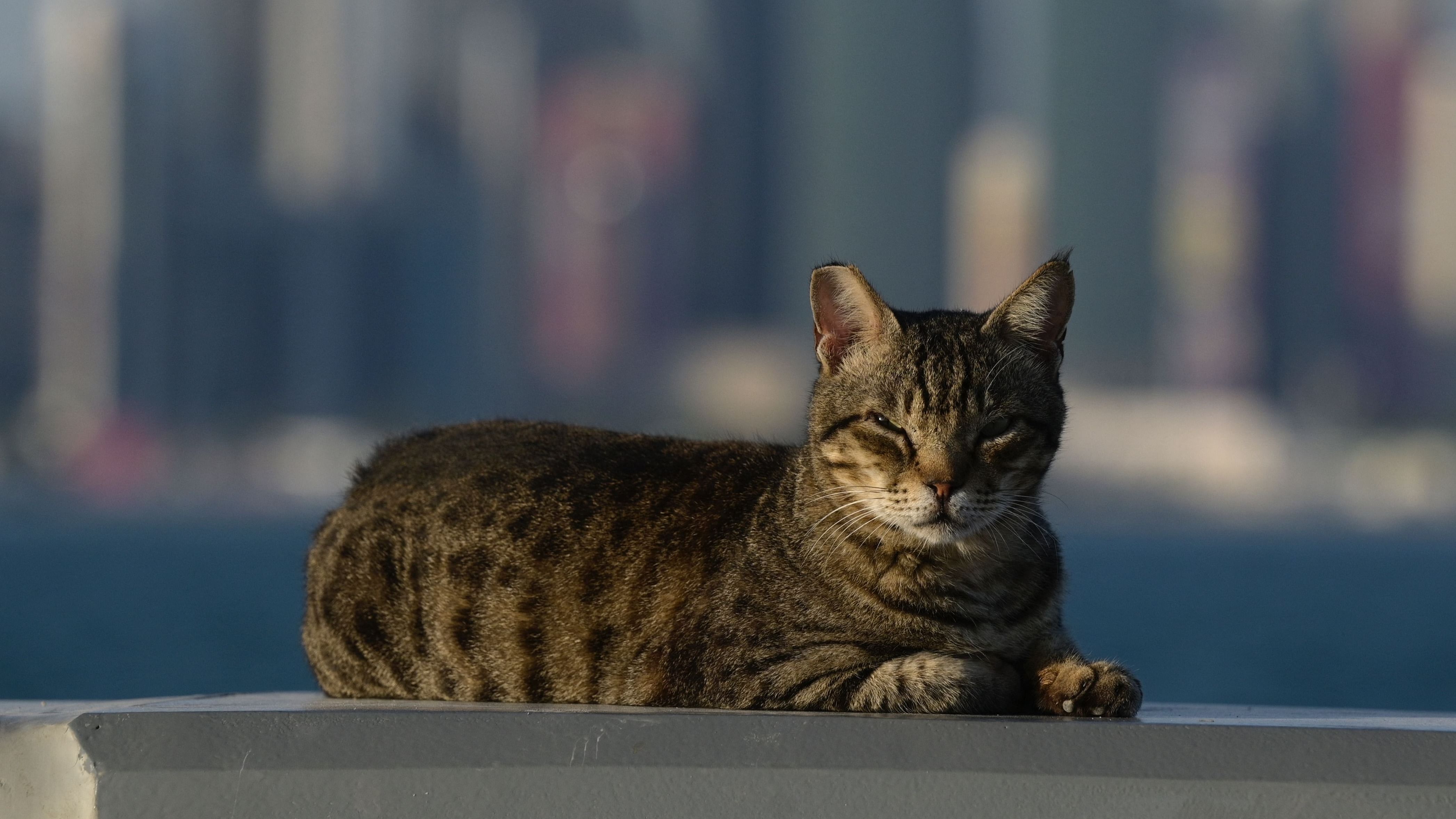 It is commonplace to see images of cats in iconography of feasts and other domestic spaces, which appears to reflect their status as a pet in the medieval household. Credit: AFP Photo