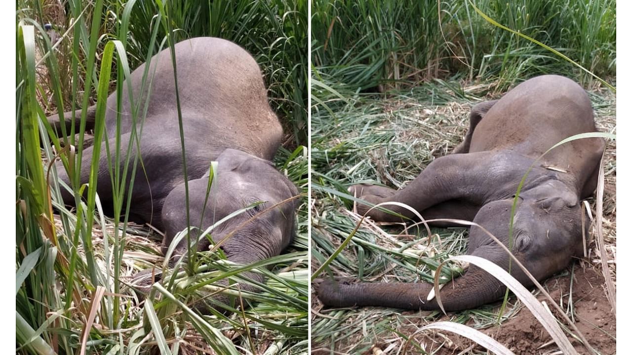 Two elephants were electrocuted at a sugarcane field at Talavadi near Chamarajanagar in Feb 2020. This year alone, Karnataka lost seven jumbos due to electric shock. Credit: DH file photo