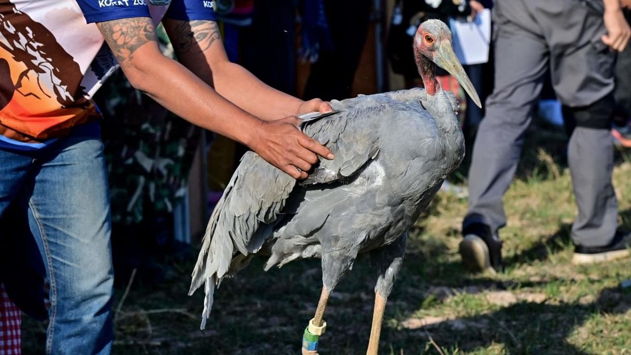 An Eastern Sarus crane that was captively-bred at Nakhon Ratchasima Zoo being encouraged to fly away after being released at Huai Chorakhe Mak reservoir in the eastern Thai province of Buriram. Credit: AFP Photo