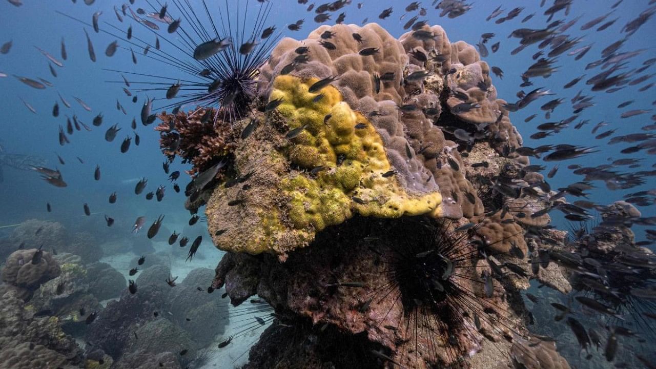 An outbreak of yellow-band disease on a coral formation off the coast of Samae San island in Sattahip district in the coastal Thai province of Chonburi. Credit: AFP Photo