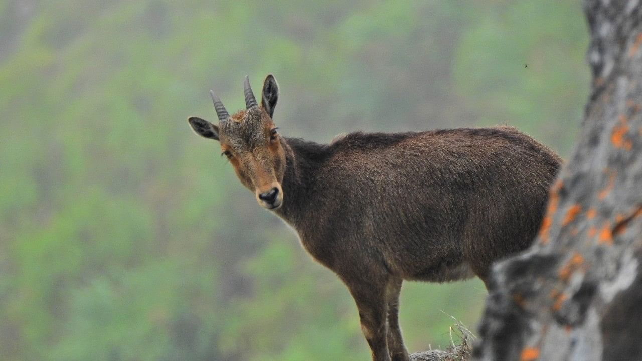 Tamil Nadu’s state animal Nilgiri Tahr. Credit: Special Arrangement