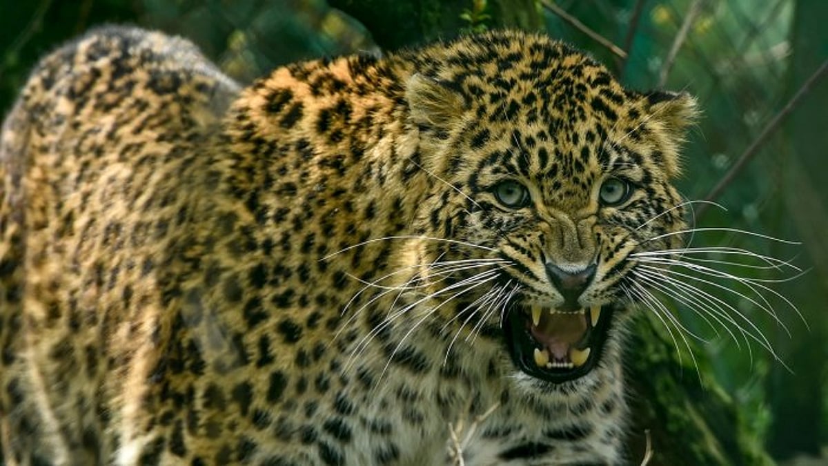 Death Leopard Jharkhand: Man killed by leopard in Garhwa, fourth death in 3 weeks