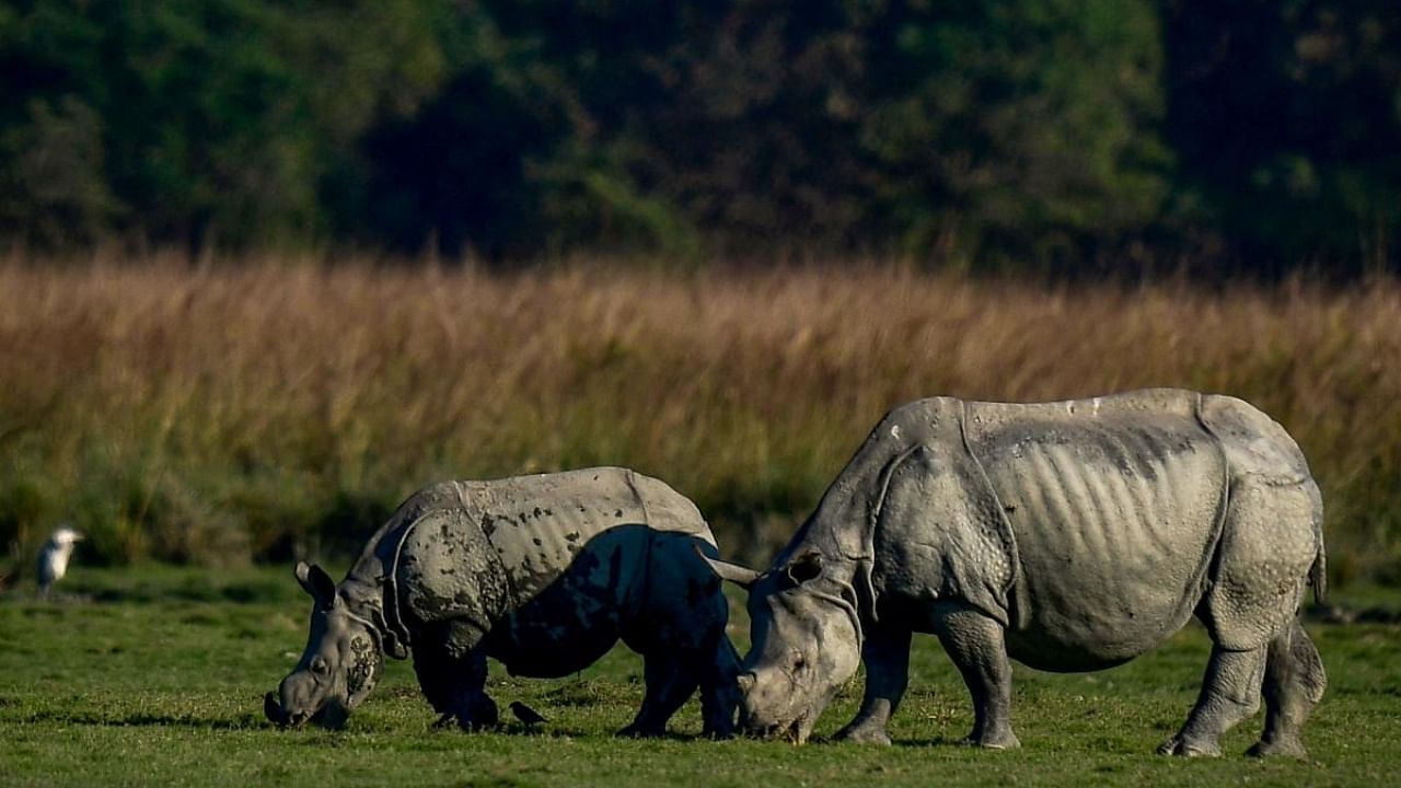 One-horned rhinos graze at Pobitora Wildlife Sanctuary on the southern bank of the Brahmaputra in Morigaon district in Assam. Credit: AFP Photo