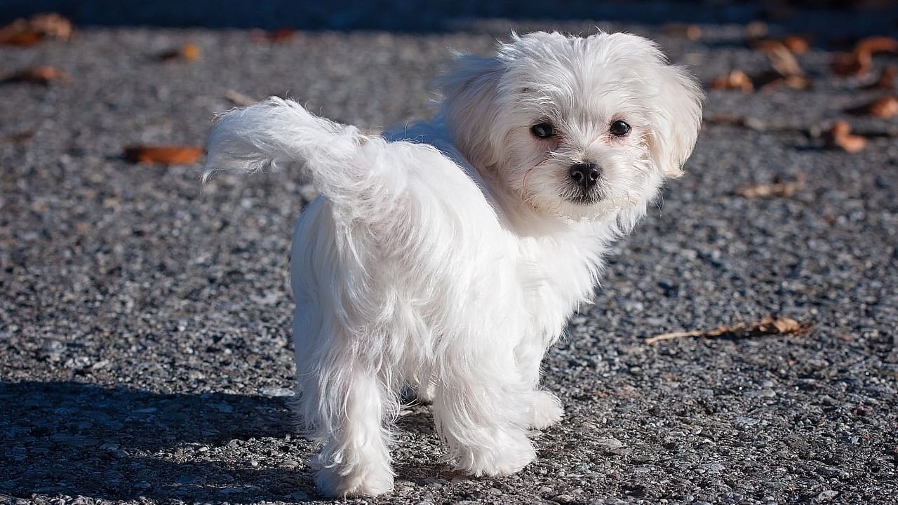 Representative image of a Maltese dog. Credit: Pixabay 