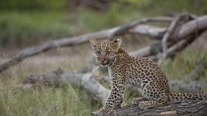 The leopards of Asola share an area of just 32.71 sq km and probably also occupy the adjoining forest patches of the bordering Faridabad district. Credit: iStock Images