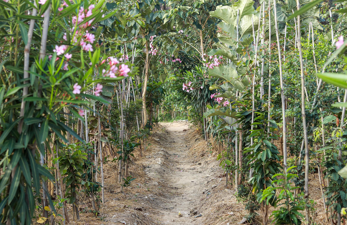 Sundaravana near Somasundarapalya Lake has 12,500 saplings. DH photos by Jimmy James