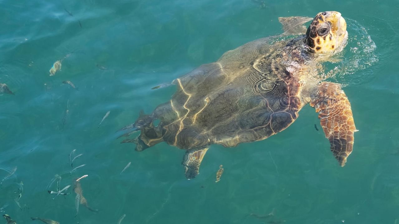 A sea turtle. Credit: Reuters Photo