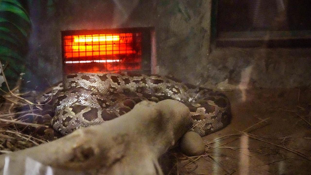 A heater is placed inside an animal enclosure by Zoo authority, in Lucknow. credit: PTI Photo