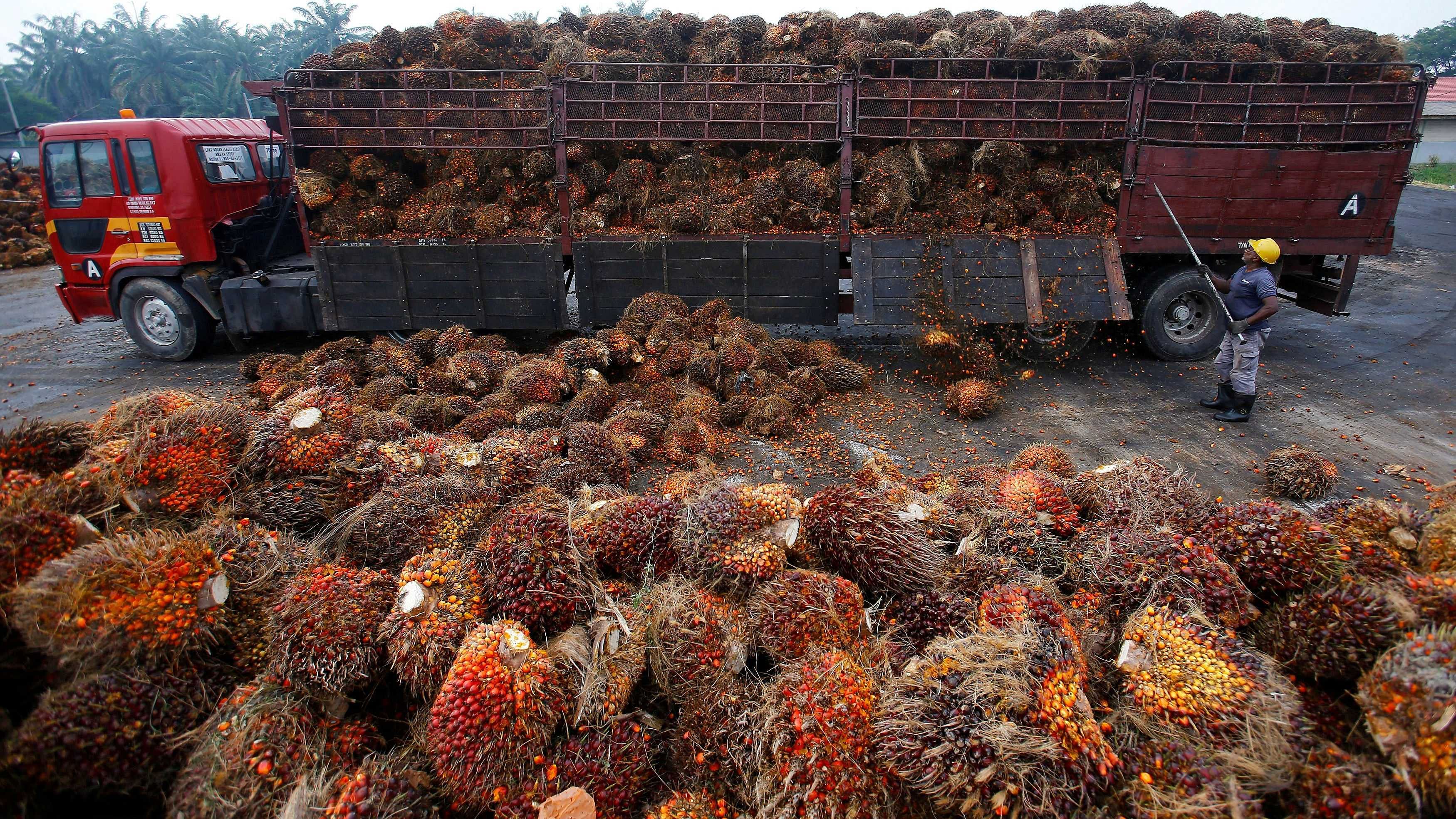 A worker unloads palm oil fruits from a lorry inside a palm oil factory in Salak Tinggi, outside Kuala Lumpur, Malaysia, August 4. Credit: Reuters File Photo