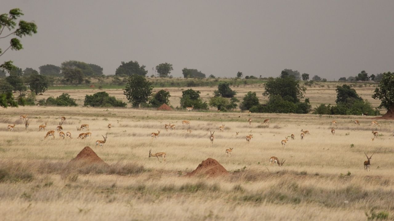 The researchers found that an ancestral blackbuck population first split into two groups: the northern and the southern cluster. Credit: IISc Photo