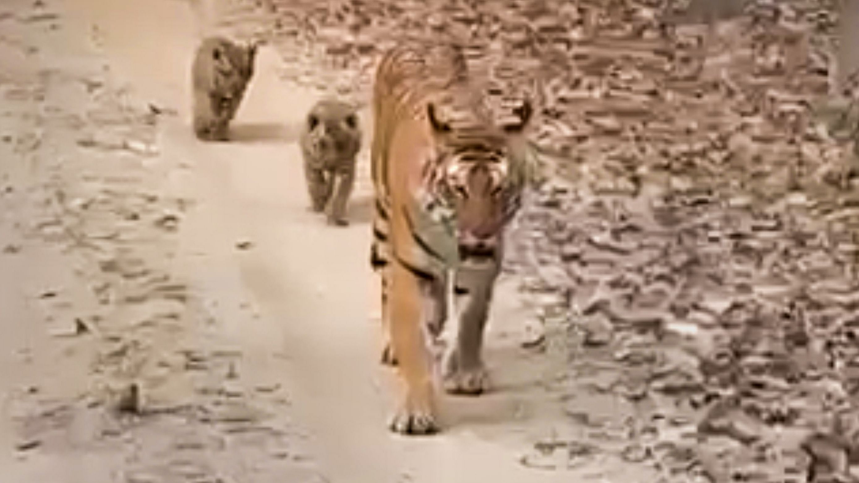 Tigress (T4) 'Patdev' with her four cubs in Madhya Pradesh’s Pench Tiger Reserve.  Credit: PTI Photo