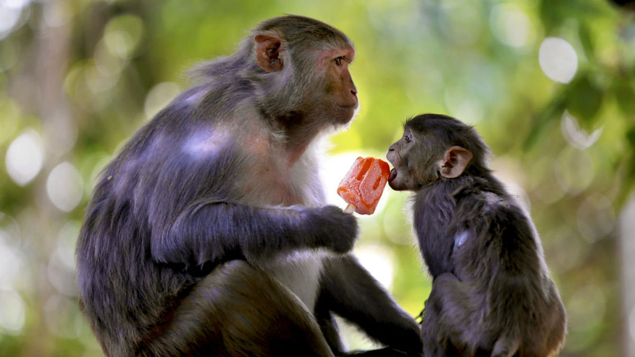  A monkey eats ice-cream on a hot summer afternoon, in Jammu. Credit: PTI Photo